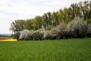 Landschaft Obstbäume mit Rapsfeld